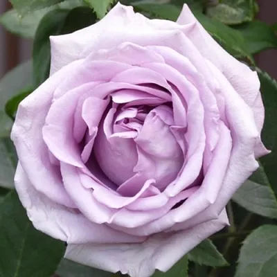 Саженцы роз ИНДИГОЛЕТТА плетистая  Саженцы роз ИНДИГОЛЕТТА плетистая в Иркутске