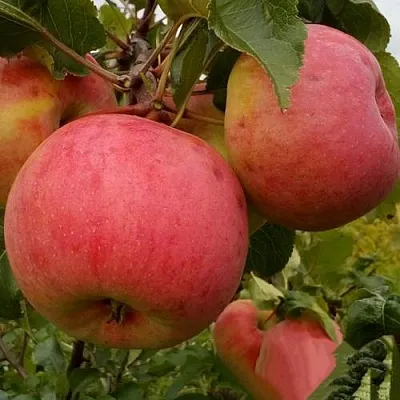 Яблоня БОЛОТОВСКОЕ в Иркутске