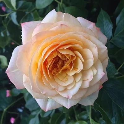 Саженцы роз АБЕЙ ДЕ СЕНТ-АМАН шраб  Саженцы роз АБЕЙ ДЕ СЕНТ-АМАН шраб в Иркутске