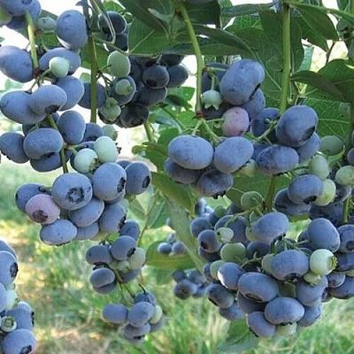 Голубика ЛИБЕРТИ  Голубика ЛИБЕРТИ в Иркутске