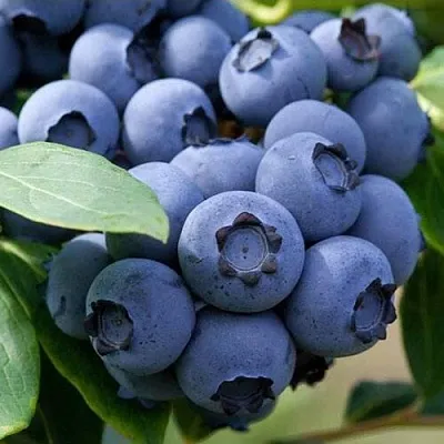 Голубика СПАРТАН  Голубика СПАРТАН в Иркутске