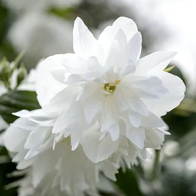 Жасмин МИНЕСОТА СНОУФЛЕЙК  Жасмин МИНЕСОТА СНОУФЛЕЙК в Иркутске