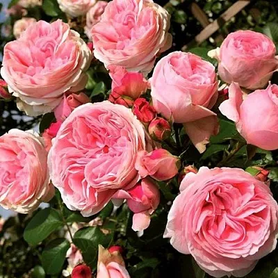 Саженцы роз ДЖАРДИНА плетистая  Саженцы роз ДЖАРДИНА плетистая в Иркутске