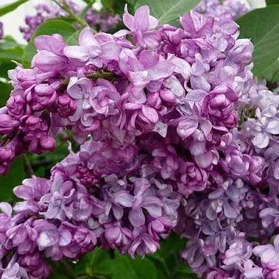 Сирень ГЕНЕРАЛ ПЕРШИНГ в Иркутске