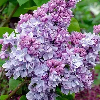 Сирень КАТЕРИНА ХАВЕМЕЙЕР в Иркутске