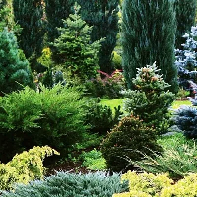 Хвойные растения в Иркутске