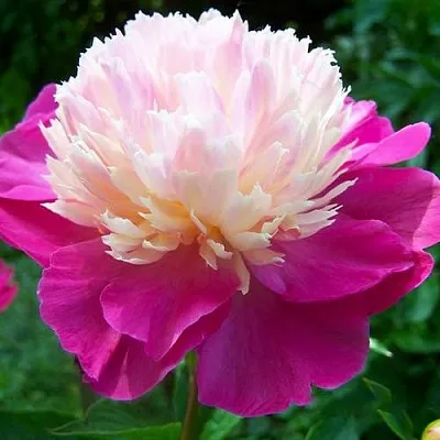 Пион ГЕЙ ПАРИ травянистый  Пион ГЕЙ ПАРИ травянистый в Иркутске