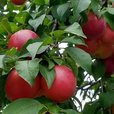 Плумкот БИРИКОККОЛО ГИГАНТЕ ДИ БУДРИО  Плумкот БИРИКОККОЛО ГИГАНТЕ ДИ БУДРИО в Иркутске