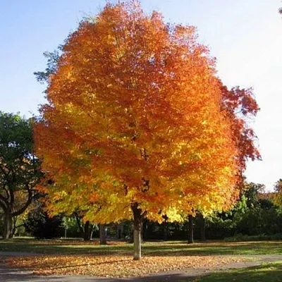 Клен серебристый в Иркутске