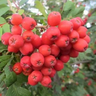 Рябина НЕВЕЖИНСКАЯ сладкоплодная — описание сорта Рябина НЕВЕЖИНСКАЯ сладкоплодная в Иркутске