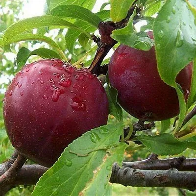 Слива КЛЕОПАТРА  Слива КЛЕОПАТРА в Иркутске