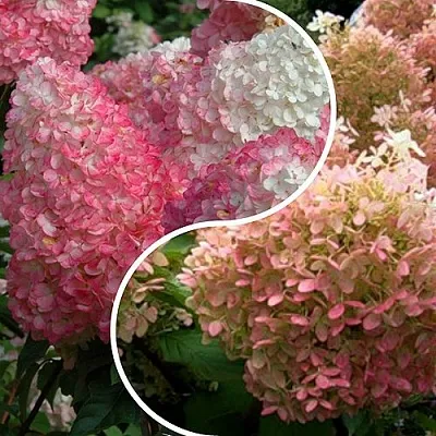 Комплект МАЛИНОВЫЙ ЗАКАТ в Иркутске