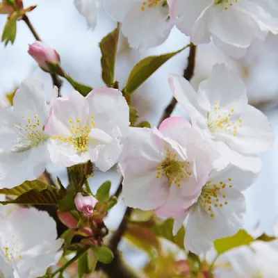 Вишня ОКАМЕ  Вишня ОКАМЕ в Иркутске