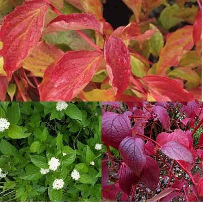 Комплект СЕВЕРНОЕ СИЯНИЕ в Иркутске