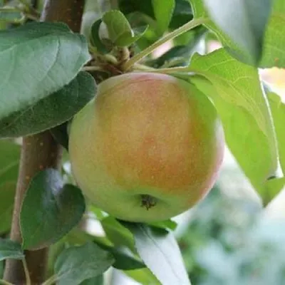 Яблоня ПОДСНЕЖНИК стелющаяся в Иркутске