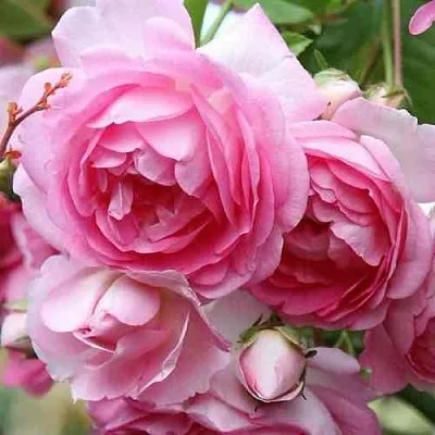 Саженцы роз ЖАСМИНА плетистая  Саженцы роз ЖАСМИНА плетистая в Иркутске