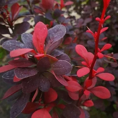 Барбарис РЕД ПИЛЛАР тунберга в Иркутске