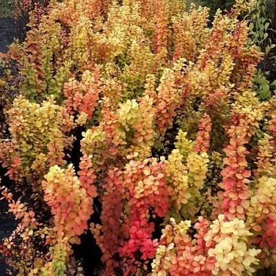 Барбарис САММЕР САНСЕТ тунберга в Иркутске