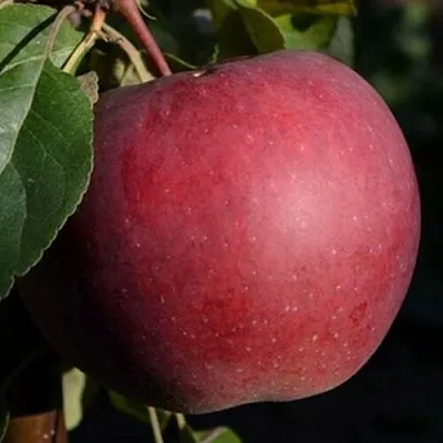 Яблоня БЕЛОРУССКОЕ СЛАДКОЕ в Иркутске