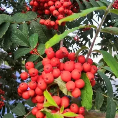 Рябина НЕВЕЖИНСКАЯ сладкоплодная — описание сорта Рябина НЕВЕЖИНСКАЯ сладкоплодная в Иркутске