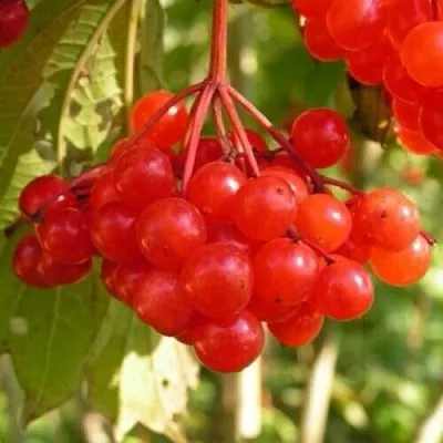 Калина ПАМЯТИ ВАЛЕНТИНЫ  Калина ПАМЯТИ ВАЛЕНТИНЫ в Иркутске