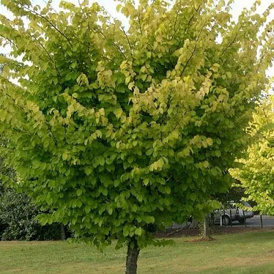 Вяз обыкновенный в Иркутске