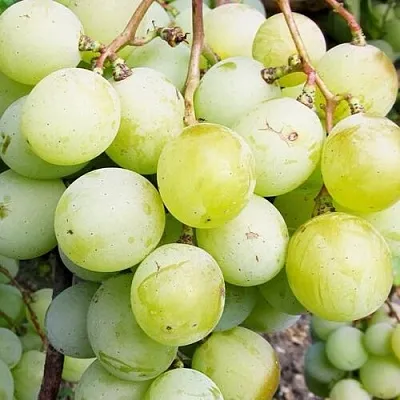 Виноград КЕША МУСКАТ  Виноград КЕША МУСКАТ в Иркутске