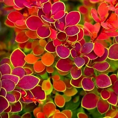 Барбарис ОРАНЖ САНРАЙЗ тунберга в Иркутске