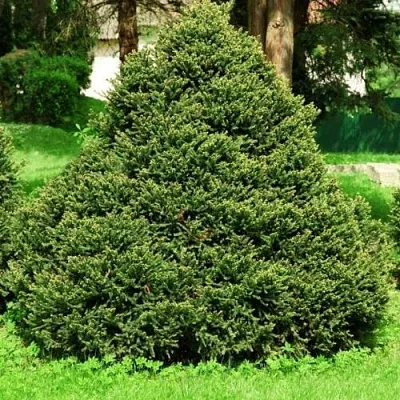 Ель ОЛЕНДОРФИ обыкновенная в Иркутске