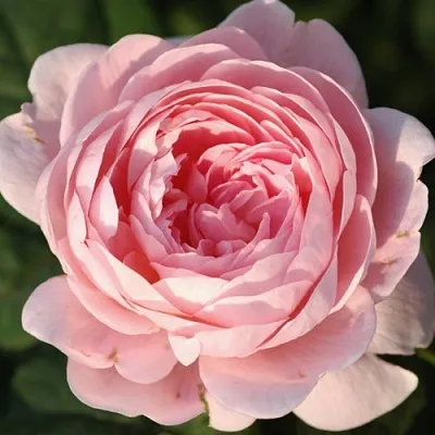 Саженцы роз КУИН ОФ СУИДЕН английская  Саженцы роз КУИН ОФ СУИДЕН английская в Иркутске