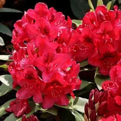 Рододендрон МАТАДОР  Рододендрон МАТАДОР в Иркутске