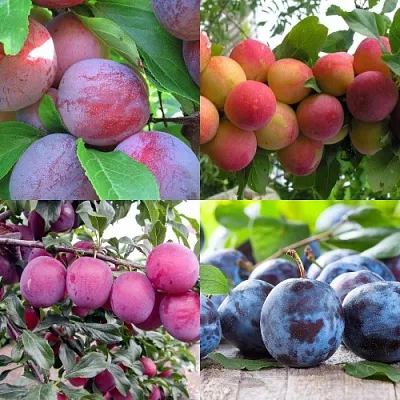 Комплект СЛИВОВЫЙ САД в Иркутске