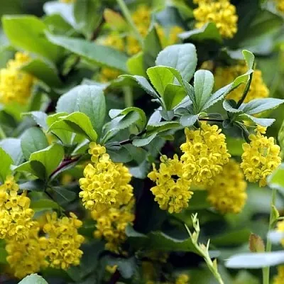 Барбарис корейский  Барбарис корейский в Иркутске