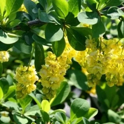 Барбарис ИНДИАН САММЕР   Барбарис ИНДИАН САММЕР  в Иркутске