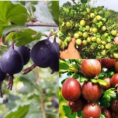 Комплект КРЫЖОВНИК MIX в Иркутске