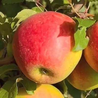 Яблоня САКАВИТА в Иркутске