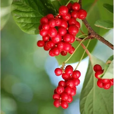 Лимонник ДЕБЮТ китайский  Лимонник ДЕБЮТ китайский в Иркутске