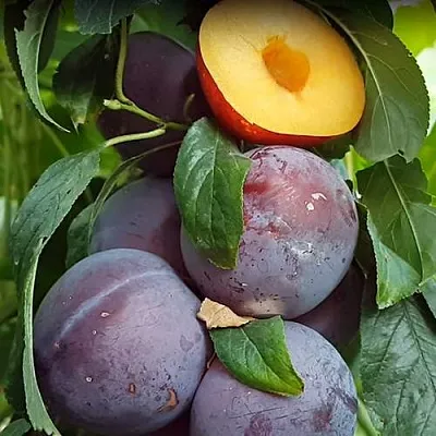 НЕКТАПРИУМ  НЕКТАПРИУМ в Иркутске