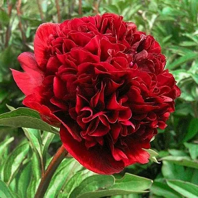 Пион РЕД ГРЕЙС травянистый в Иркутске