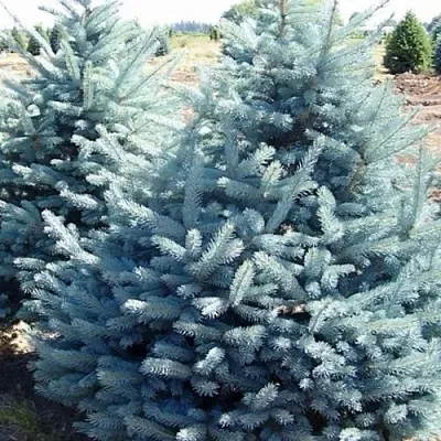 Ель ГЛАУКА колючая  Ель ГЛАУКА колючая в Иркутске
