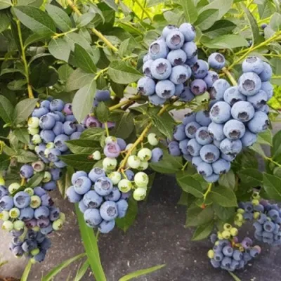 Голубика ОСОРНО — описание сорта Голубика ОСОРНО в Иркутске