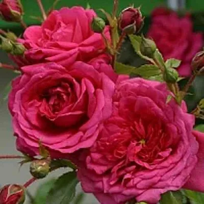 Саженцы роз ЛАГУНА плетистая  Саженцы роз ЛАГУНА плетистая в Иркутске
