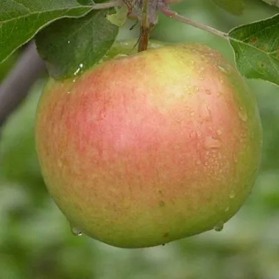 Яблоня БРЯНСКОЕ ЗОЛОТИСТОЕ в Иркутске