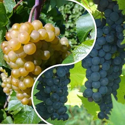 Комплект ИНЬ-ЯНЬ в Иркутске