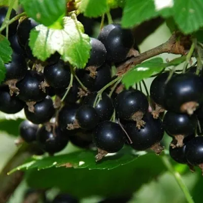 Смородина черная ГЛОБУС  Смородина черная ГЛОБУС в Иркутске