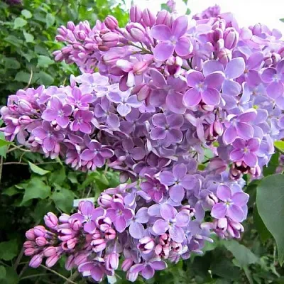 Сирень ОЛЯ в Иркутске