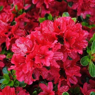 Азалия ХИНО КРИМСОН японская в Иркутске