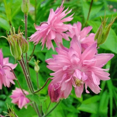 Аквилегия БАРЛОУ ПИНК гибрид МакКаны — описание сорта Аквилегия БАРЛОУ ПИНК гибрид МакКаны в Иркутске