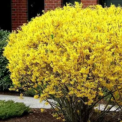 Форзиция ЛИНВУД в Иркутске