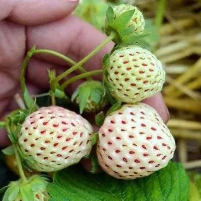 Клубника АНАНАСА ремонтантная — описание сорта Клубника АНАНАСА ремонтантная в Иркутске